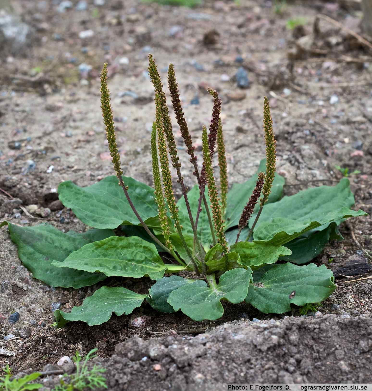 plantago-plantain