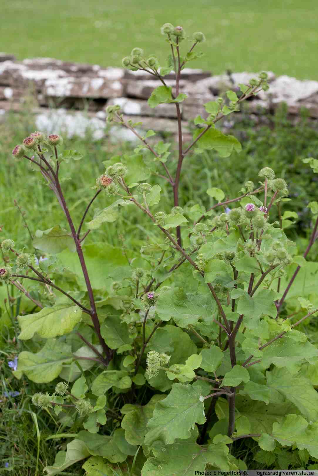 Stor kardborre (A. lappa).Blomkorgar i kvastlik ställning med långa skaft, blad under gråfiltiga.