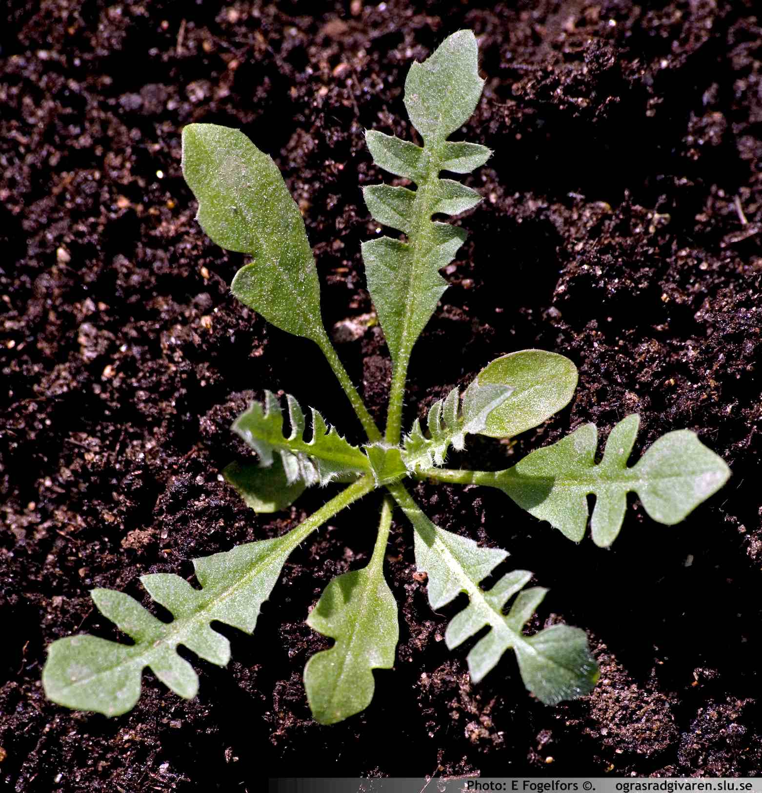 Ungplanta (rosettstadium).