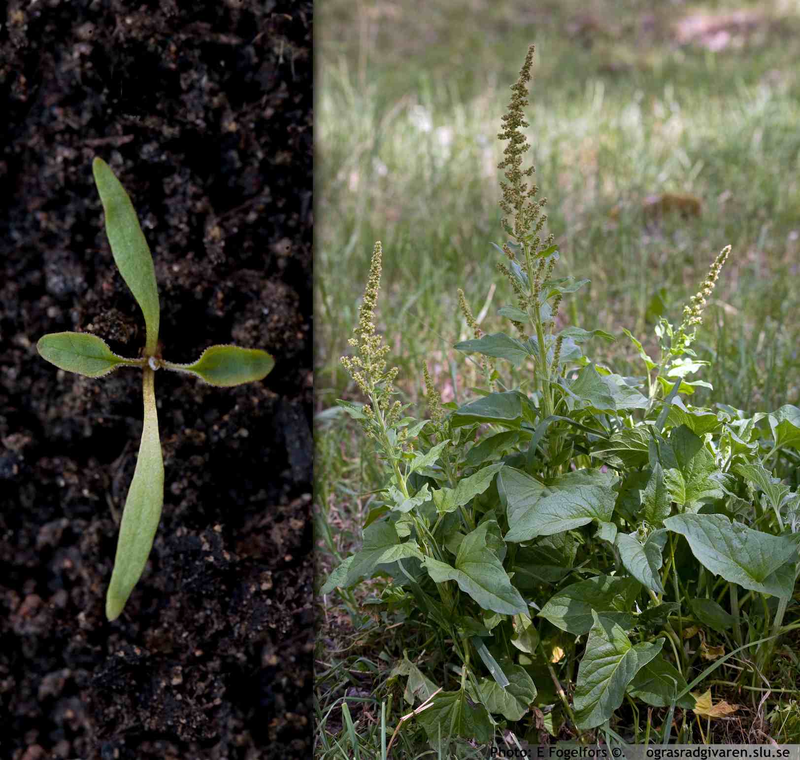 Lungrot (C. bonus-henricus). Groddplanta med örtblad samt blommande planta.