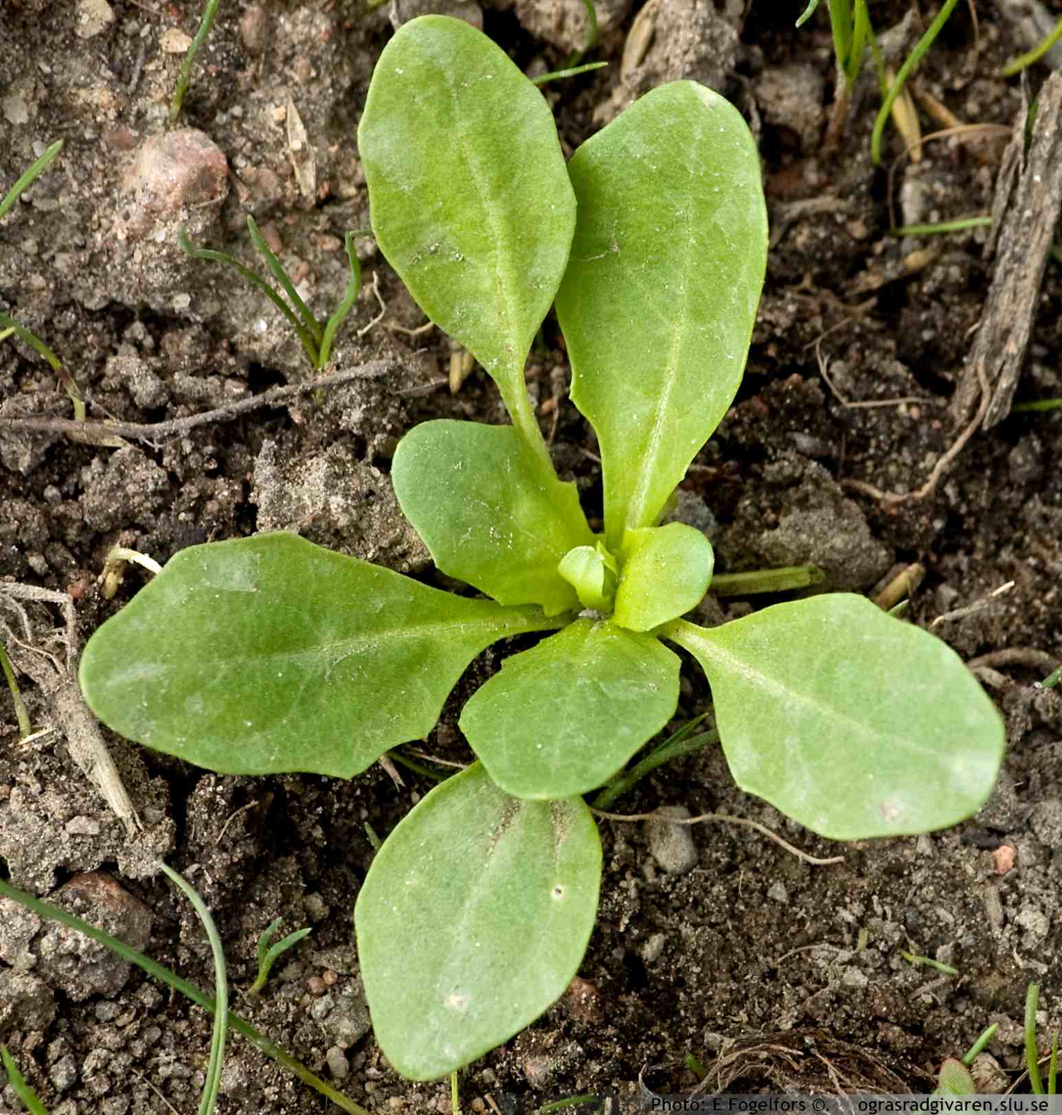 Ungplanta (bladrosett).