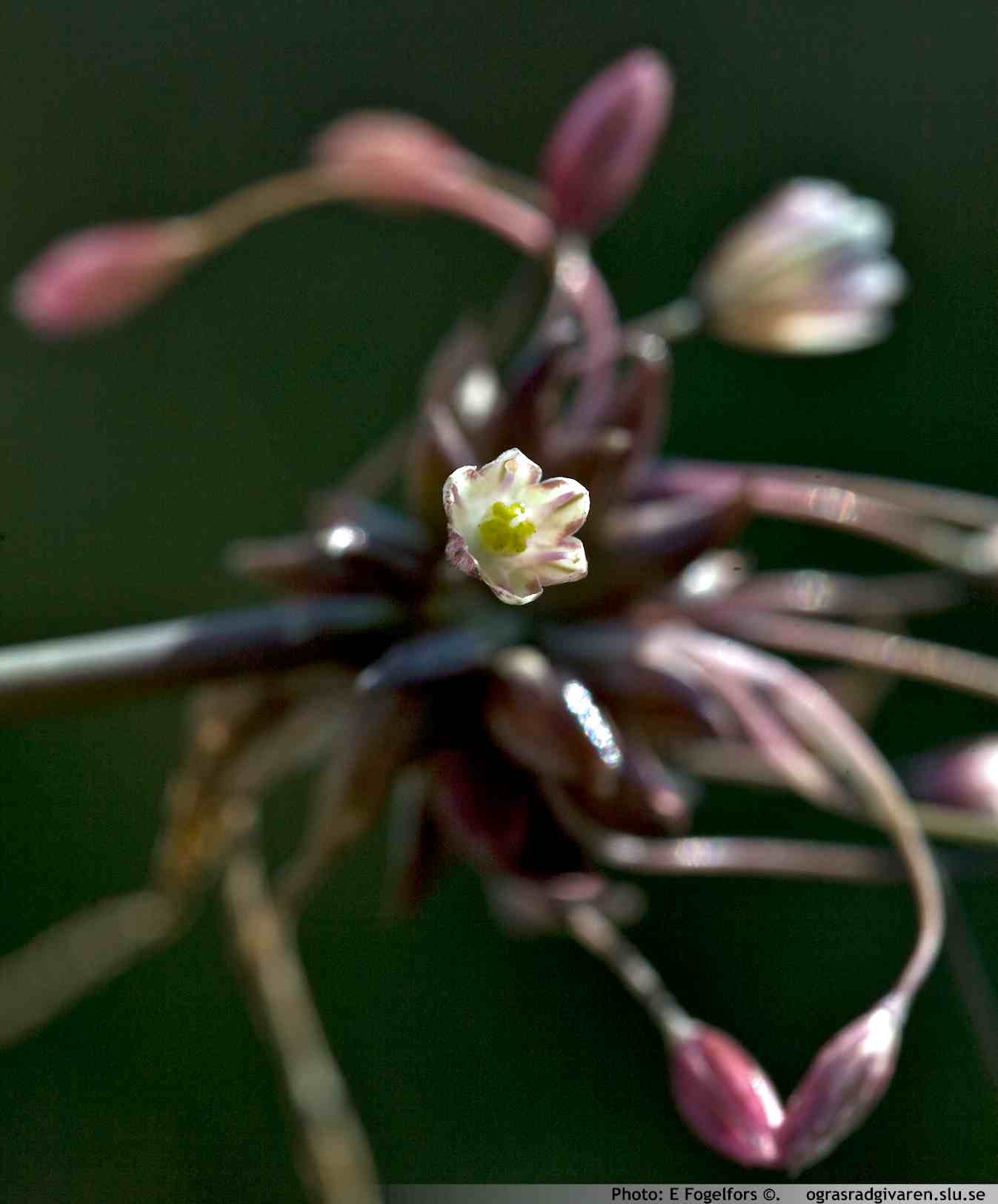 Backlök (A. oleraceum). Blomställning med groddknoppar.