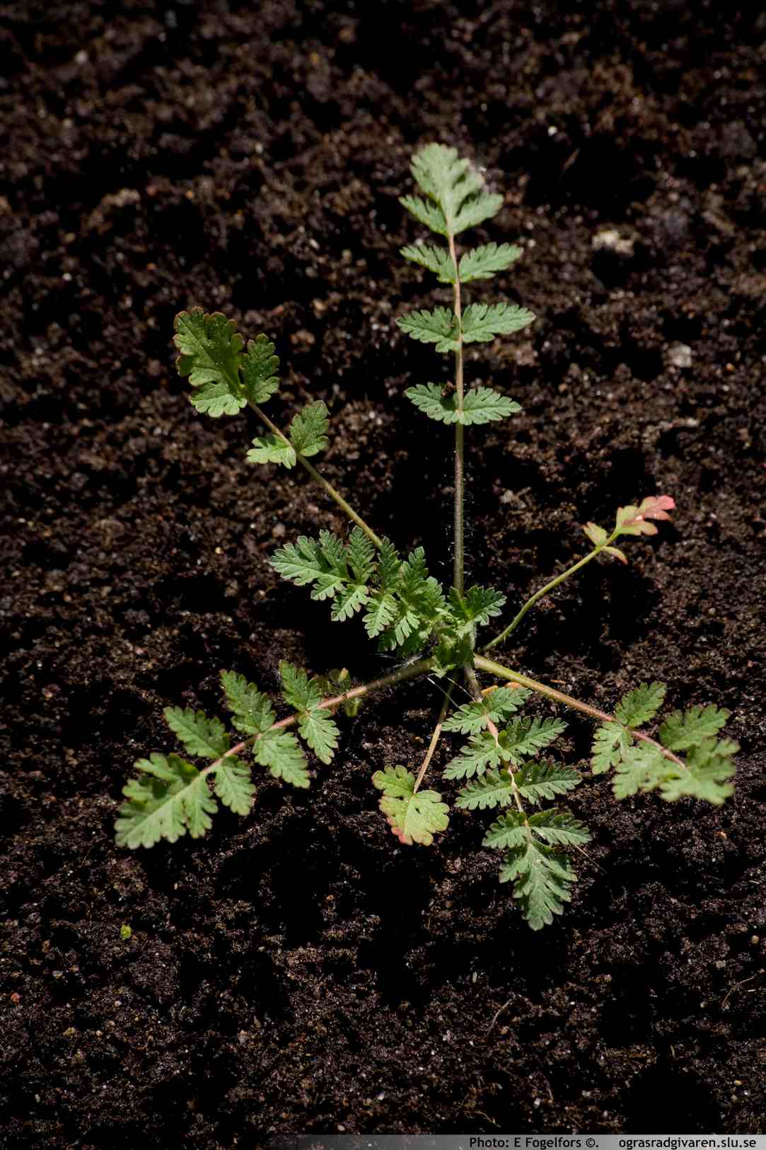 Ungplanta (bladrosett).