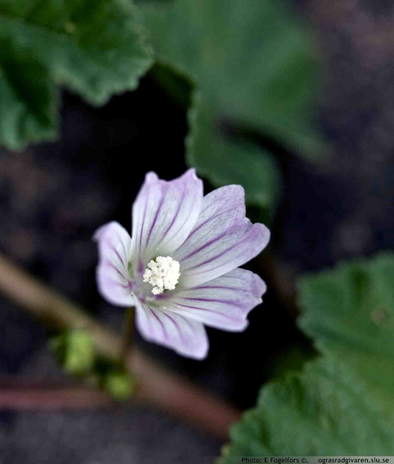 Blomma blekrosa-nästan vita med mörkare ådring. Kronblad ca 1 cm långa.