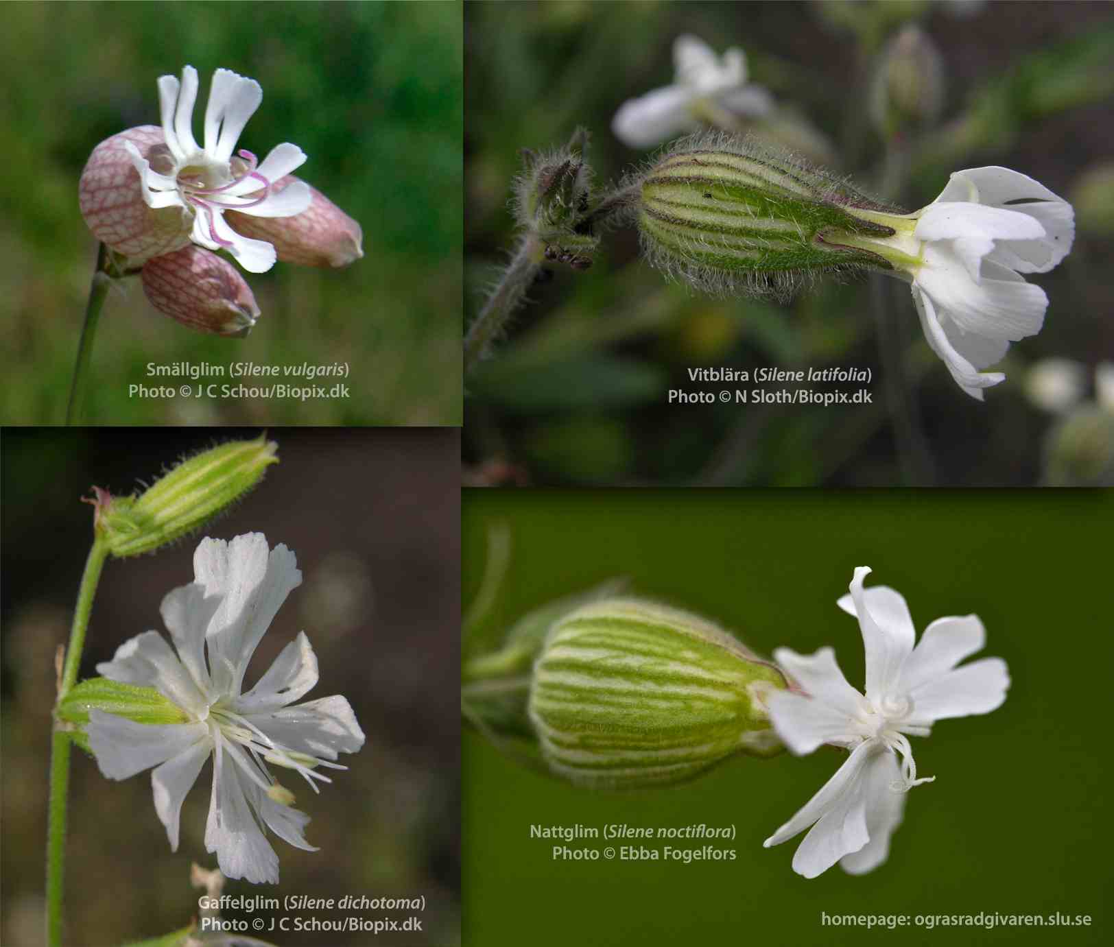 Jämförelse av foder och blommor: smällglim (S. vulgaris), vitblära (S. latifolia), gaffelglim (S. dichotoma), nattglim (S. noctiflora).