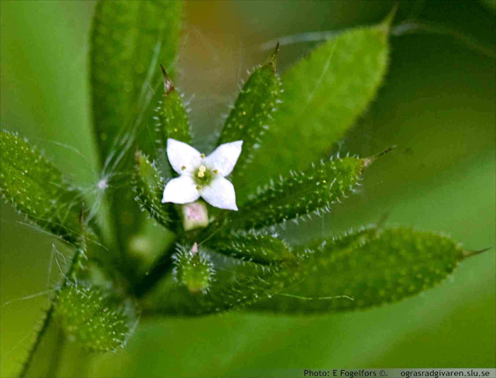 Krona vit, fatlik ca 2 mm bred. Småsnärjmåra (G.spurium ssp. vailantii) har en ca 1 mm bred, grönvit blomma. Ej blommande plantor av dessa båda arter är mycket svåra att skilja från varandra.