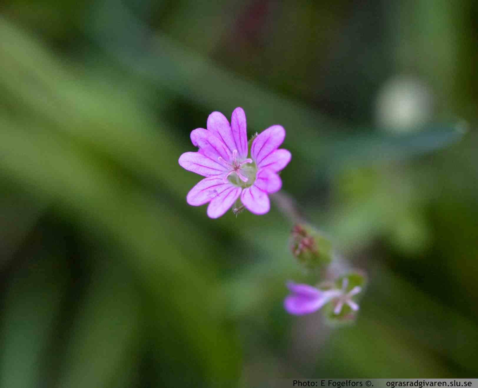 Blomma i närbild, kronblad 3-4 mm. något inskurna.