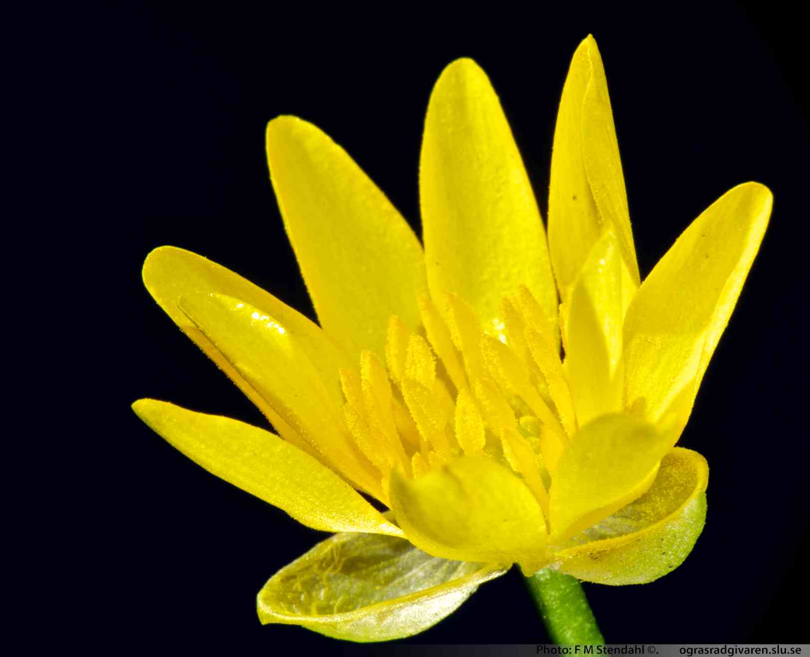 Blommor 1,5-2,5 cm breda, kupade foderblad.