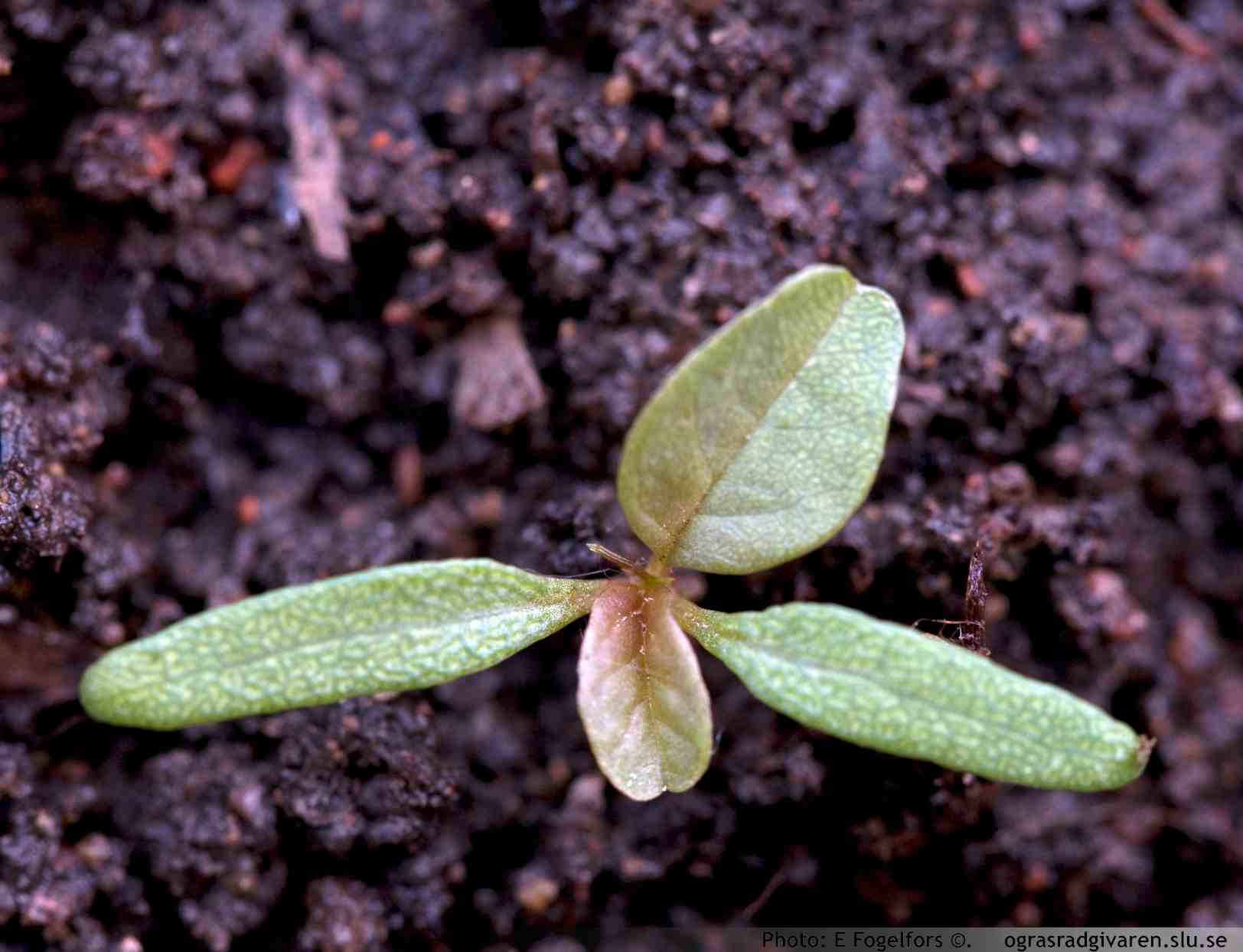 Seedling with first true leaf.