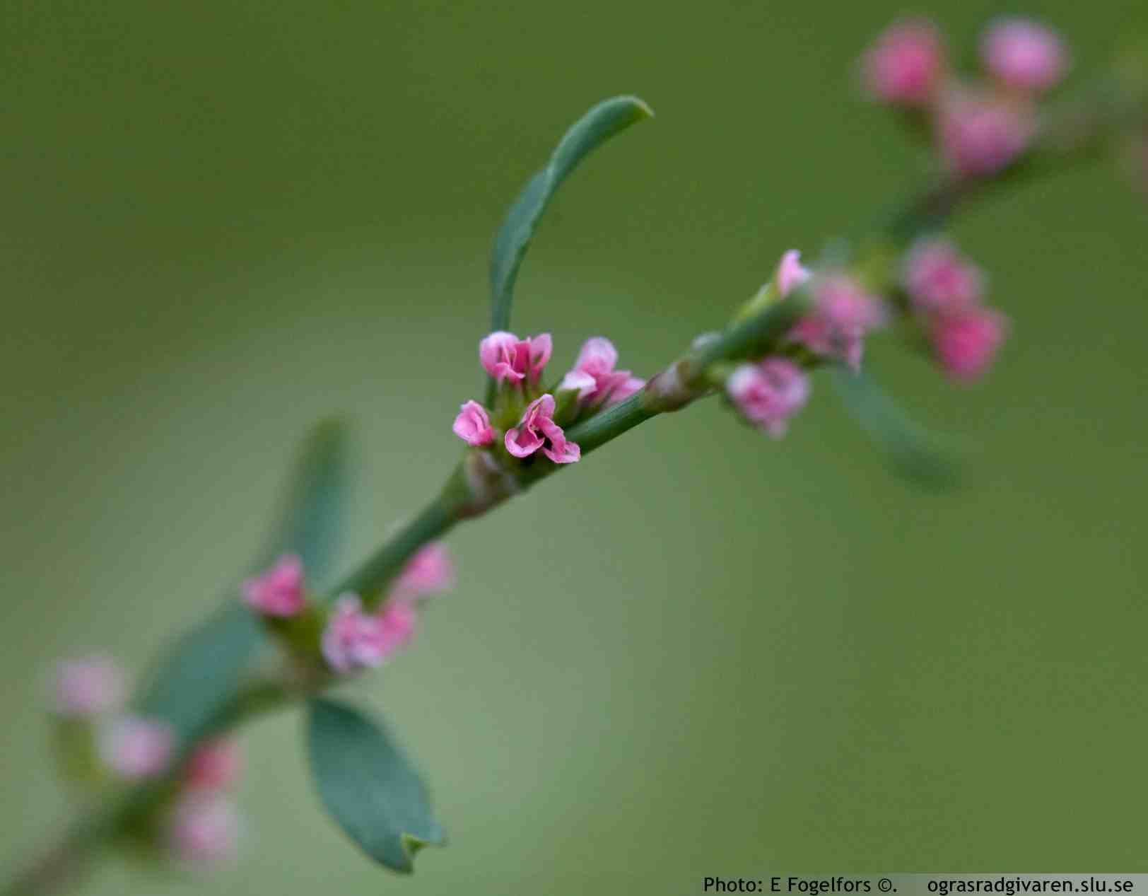 Små blommor ensamma eller i fåblommiga knippen i bladvecken.