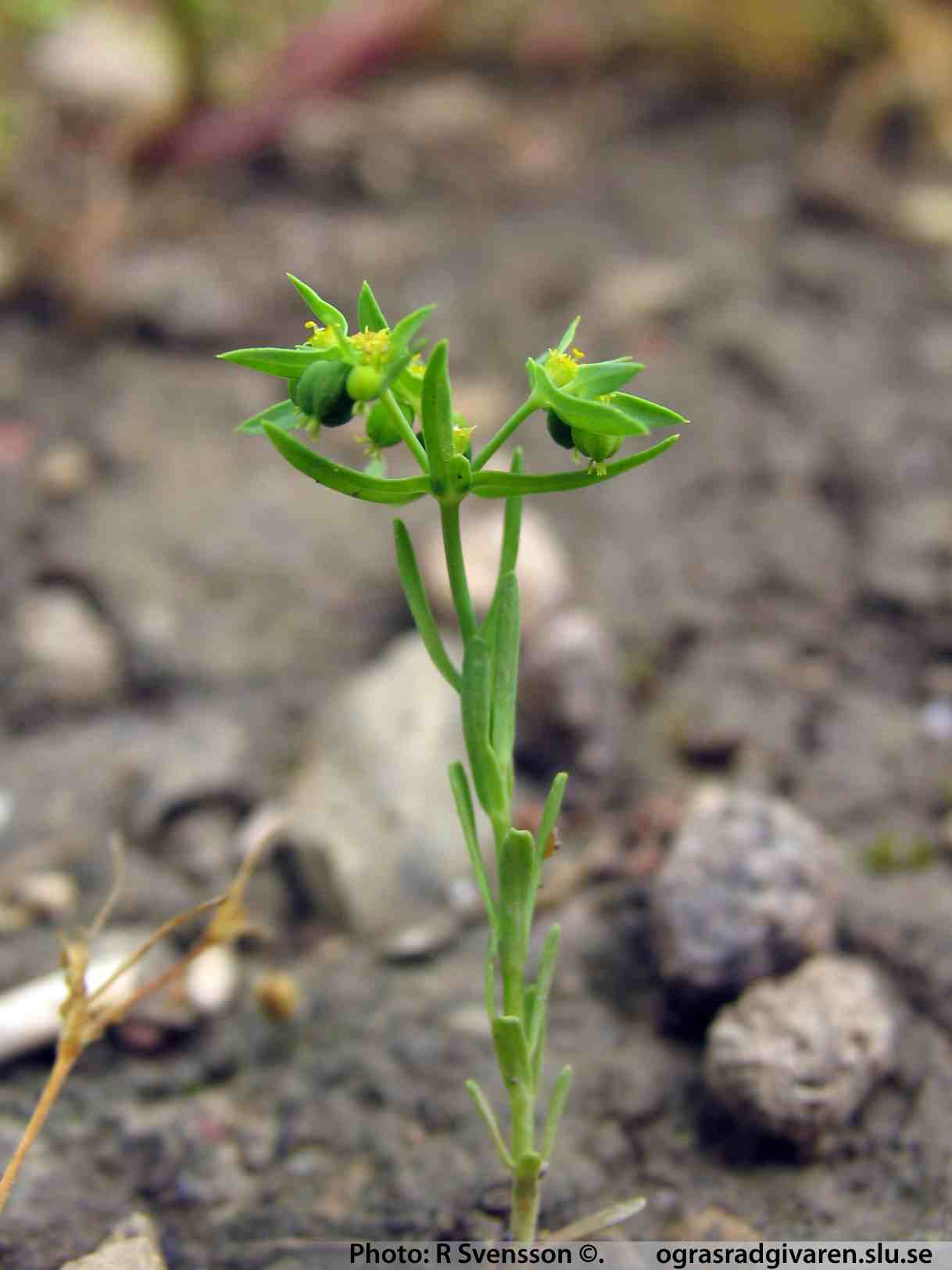 Småtörel (E. exigua). Blommande planta, flock 3-5-grenig, blad ej naggade.
