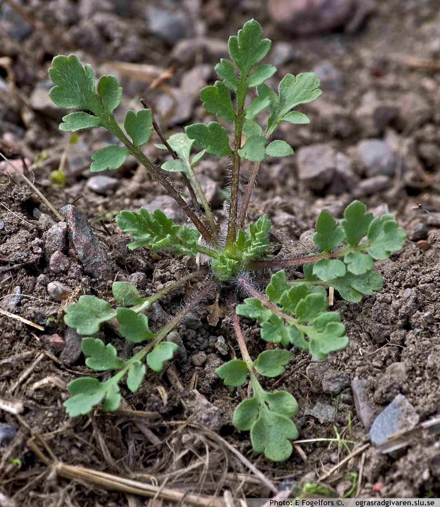 Rågvallmo (P. dubium) Ungplanta (övervintrad bladrosett).