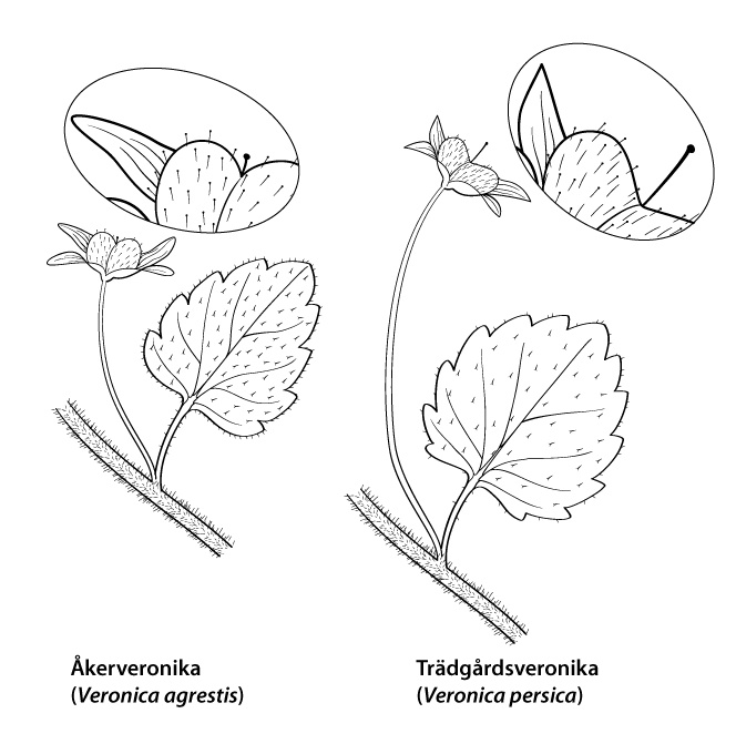 Bladform, blomskaft och frökapsel, en jämförelse mellan åkerveronika (V. agrestis) och  trädgårdsveronika (V. persica).