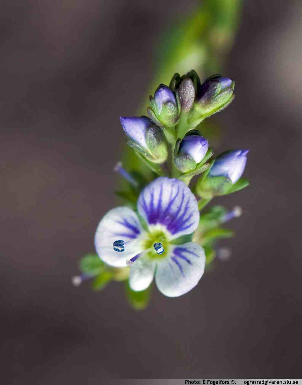 Majveronika (V. serpyllifolia). Blomma vit-blekblå med mörkblå ådring.