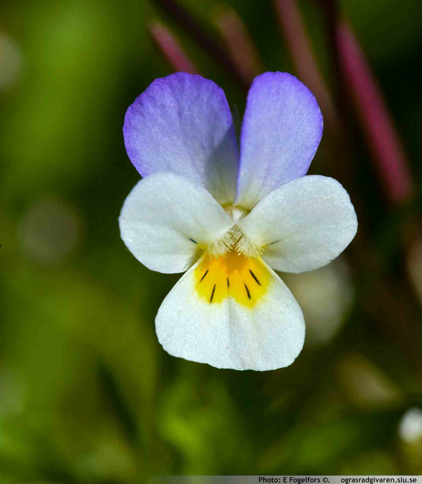 Styvmorsviol (V. tricolor). Blomma.