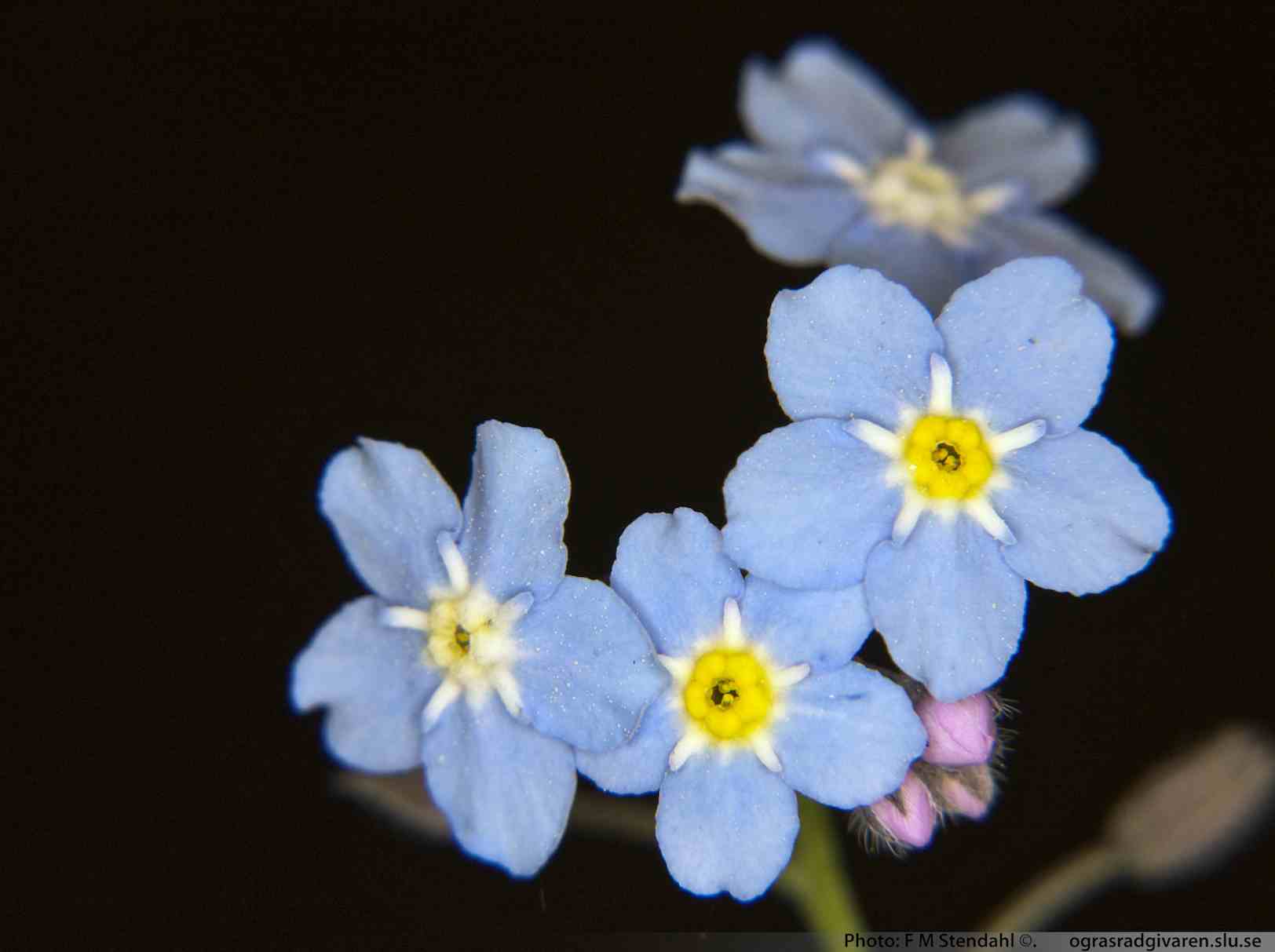 Blomsamling, krona 3-4 mm bred.