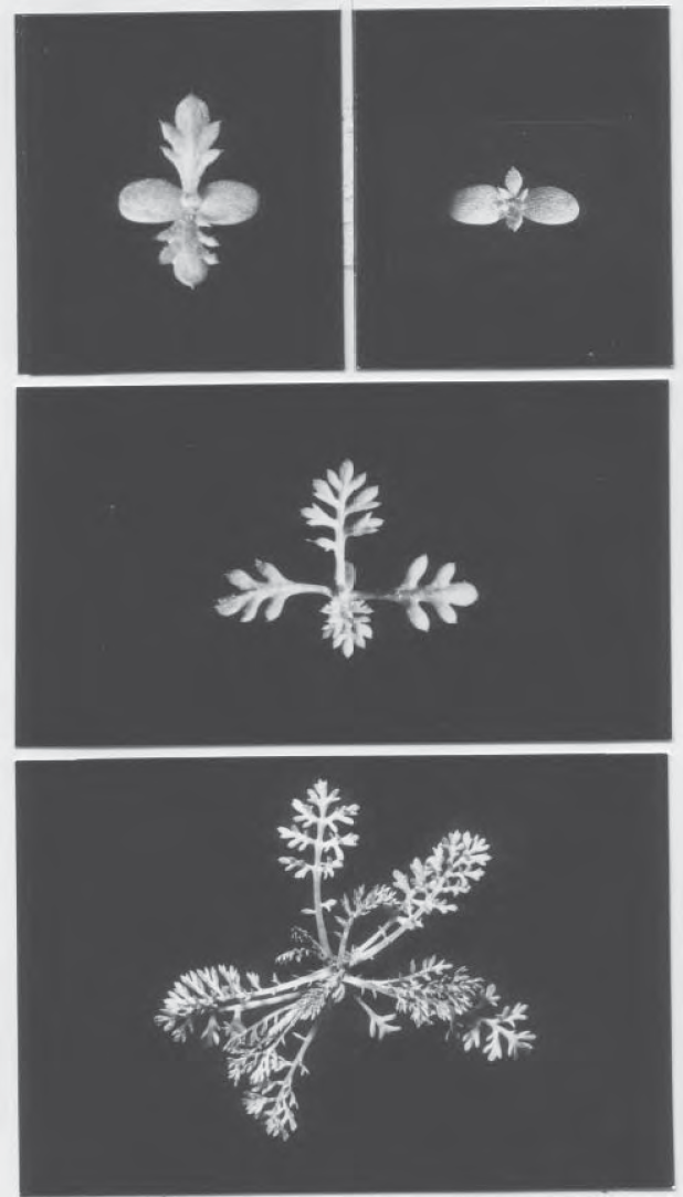 Åkerkulla, groddplantor, ungplanta, bladrosett. Bildmaterial från 