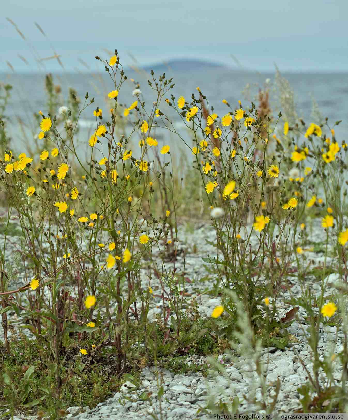 Blommande bestånd i strandmiljö (ursprungsmiljö).