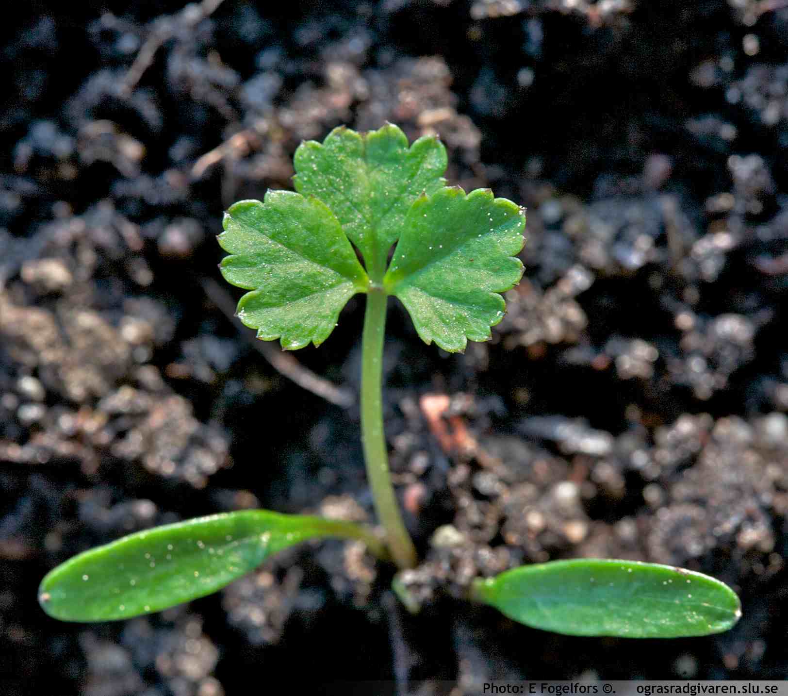 Seedling with first true leaf.