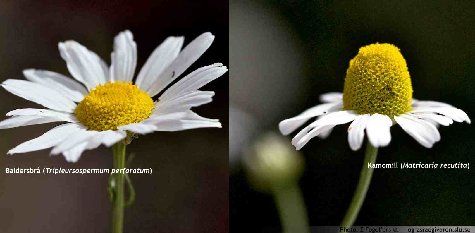 Blomkorg, jämförelse baldersbrå (platt och kompakt) och kamomill (toppig och ihålig).
