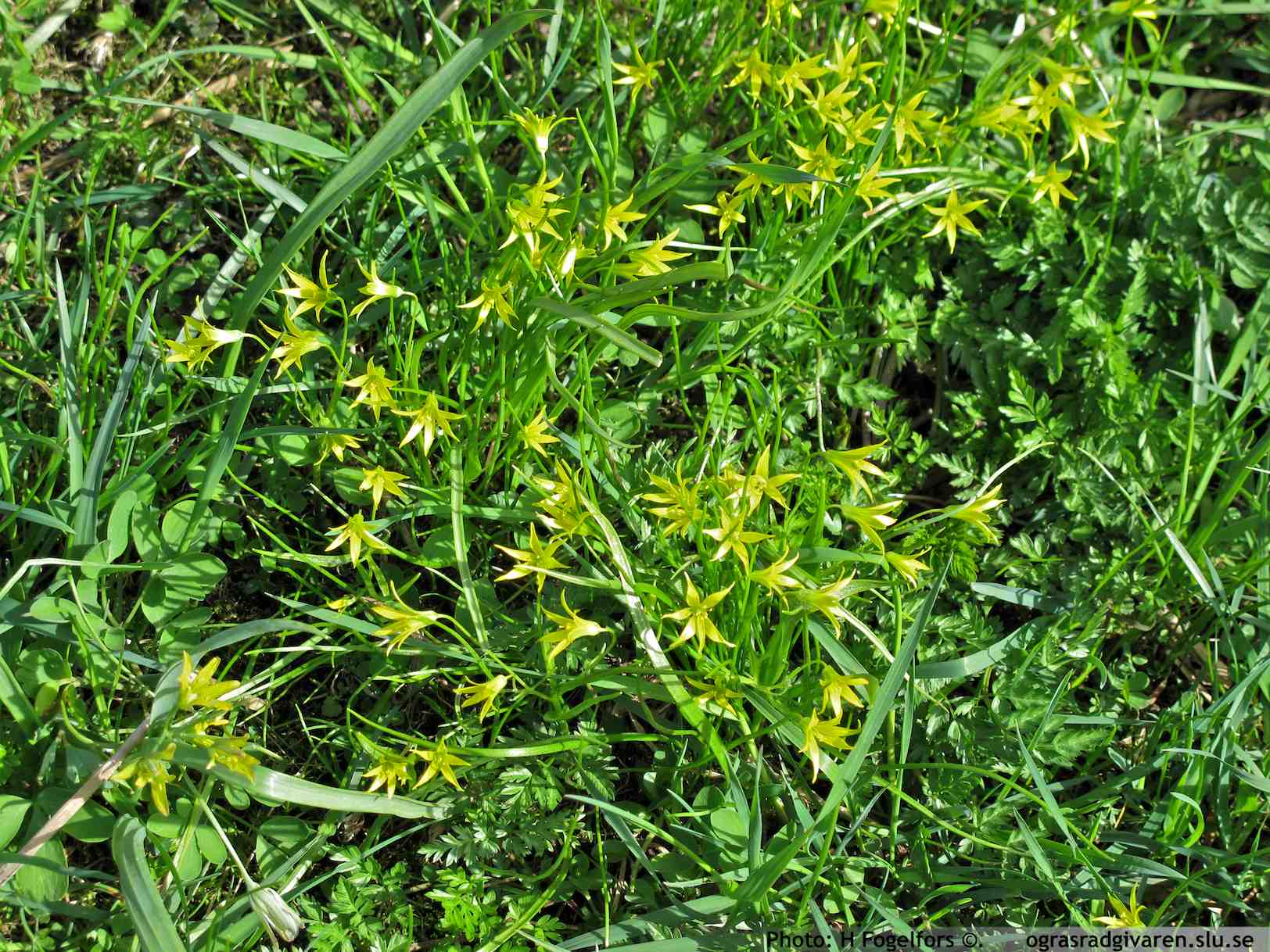 Blommande bestånd av dvärgvårlök (trådfina blad) i betesmark och den grövre vårlöken (G. lutea) till vänster och nedtill i bild.