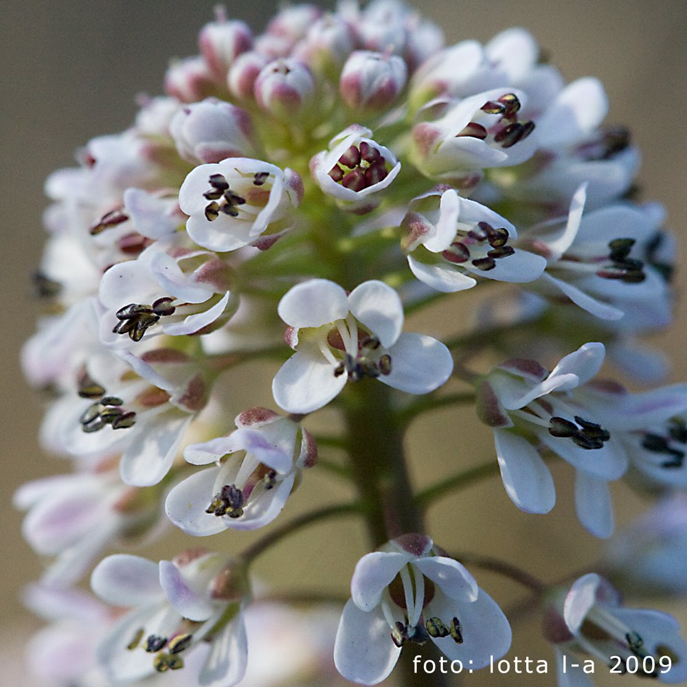 Blomsamling. Observera blommornas fyr-talighet, ett kännetecken för familjen Brassicaceae (korsblommiga).