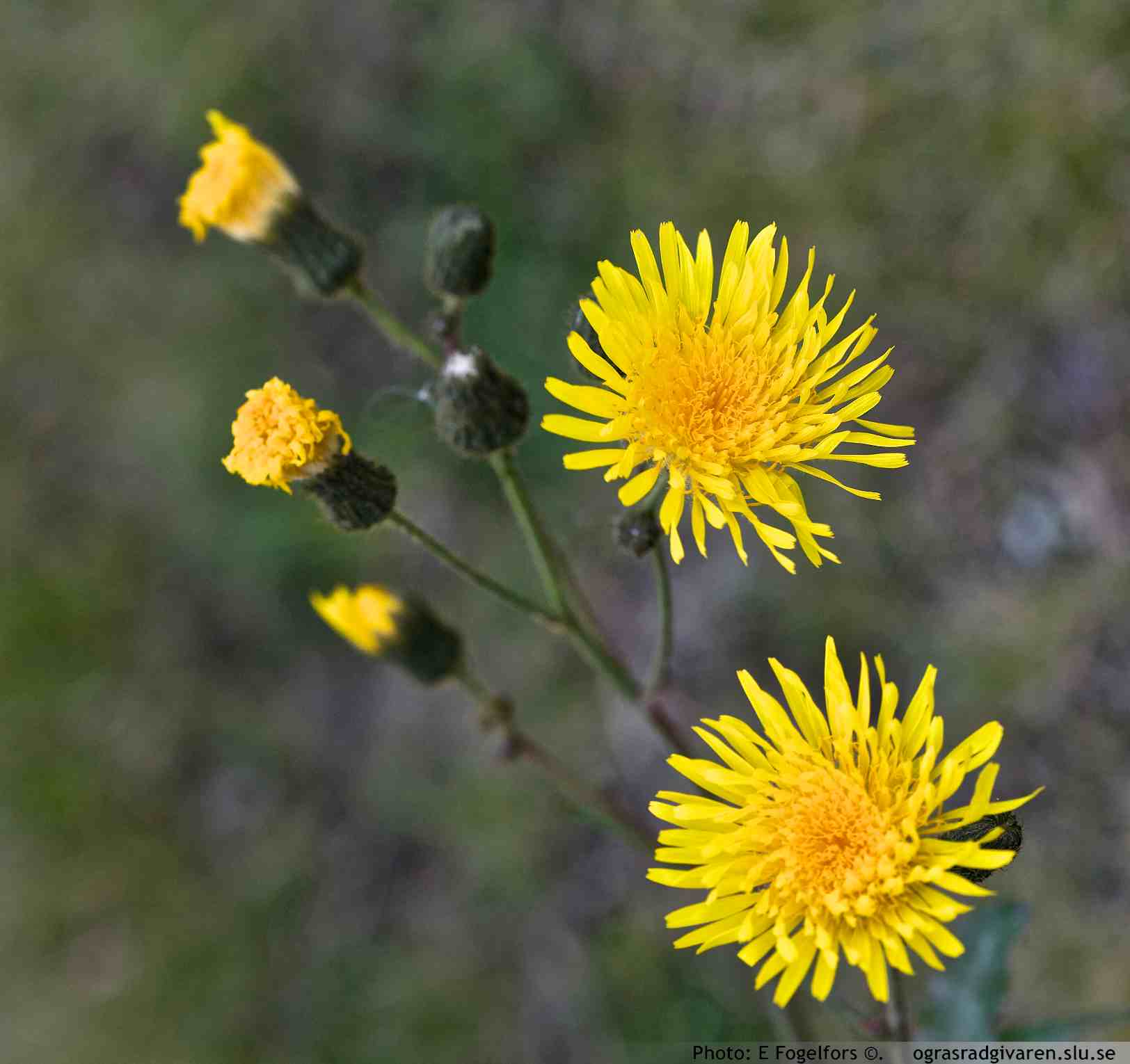 Åkermolke (S. arvensis). Blomkorgar kvastlikt samlade.