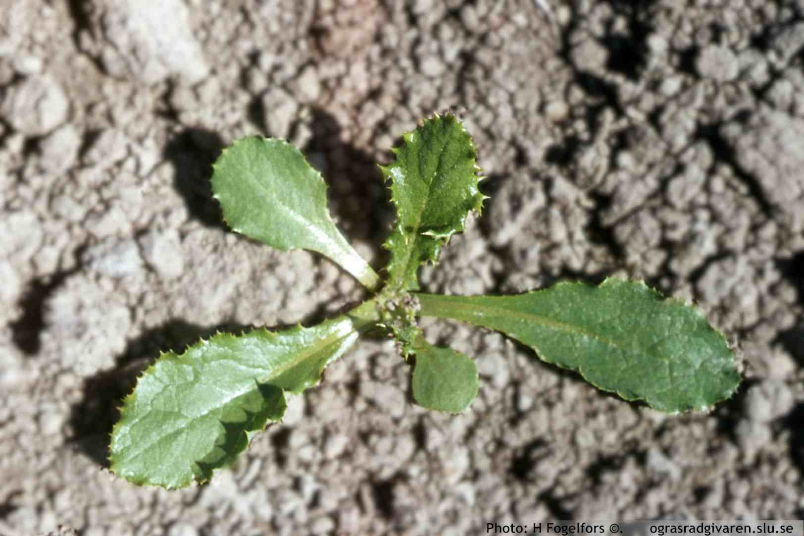 Svinmolke (S. asper). Ungplanta (bladrosett).