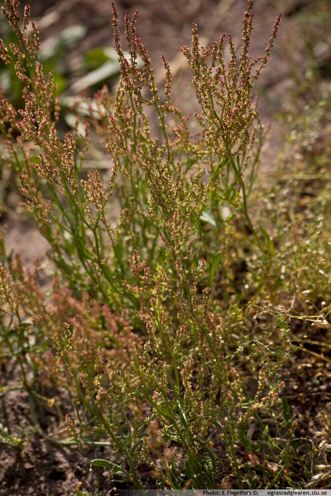 Bergsyra (R. acetocella). Blommande bestånd.