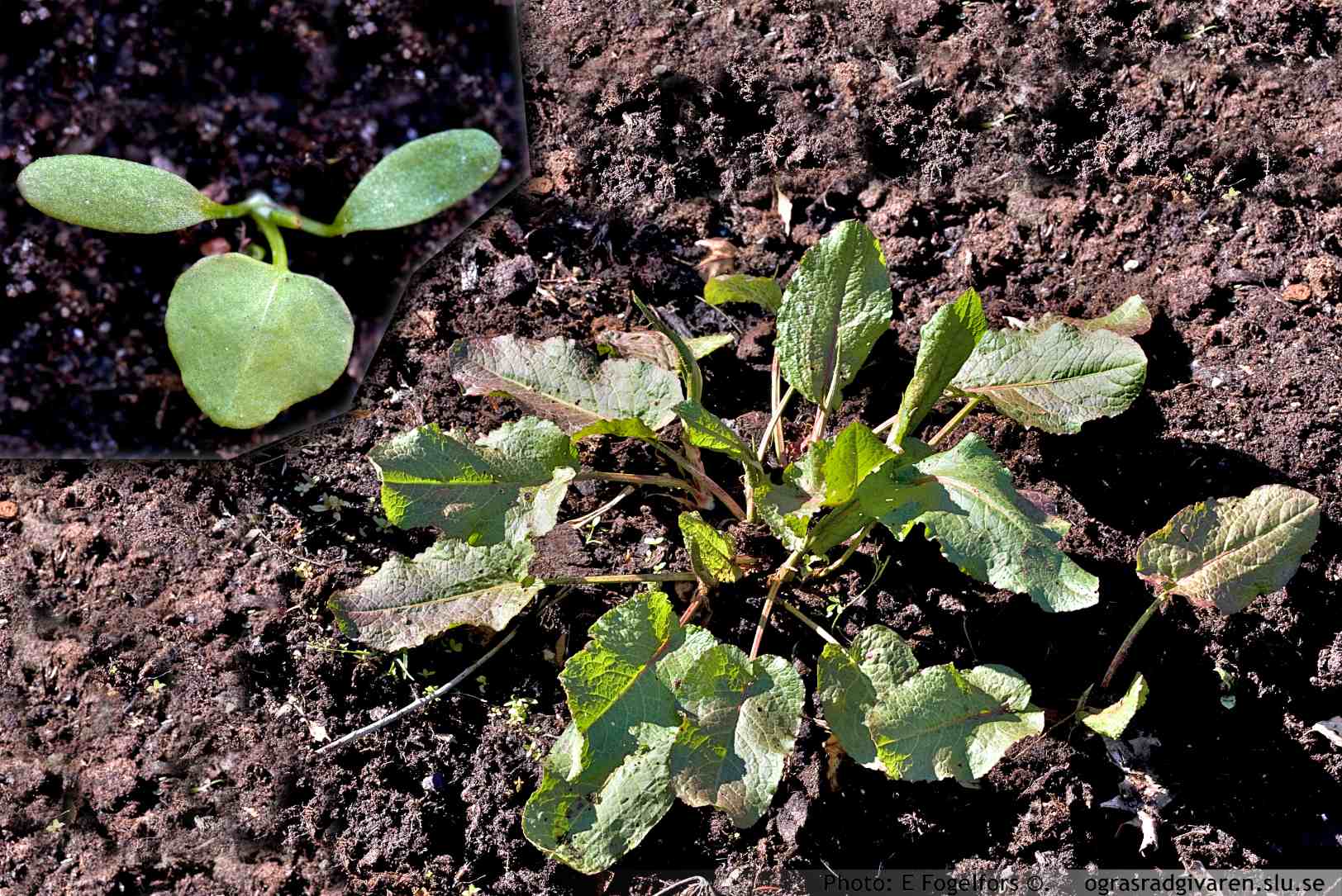 Tomtskräppa (R. obtusifolius). Groddpanta med örtblad. Bladrosett 2-årig planta med mörkgröna, skaftade blad, hjärtlik bas och trubbig spets. Bladskaft ofta rödaktiga. På äldre plantor kan rosettbladen bli 15×25 cm. 