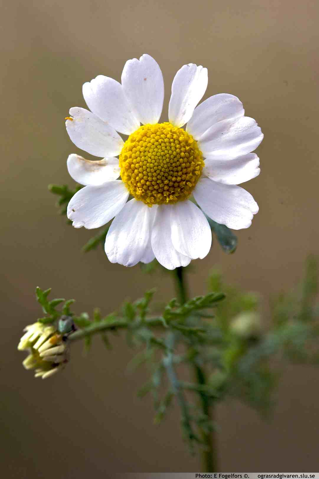 Kamomillkulla (A. cotula). Blomma.