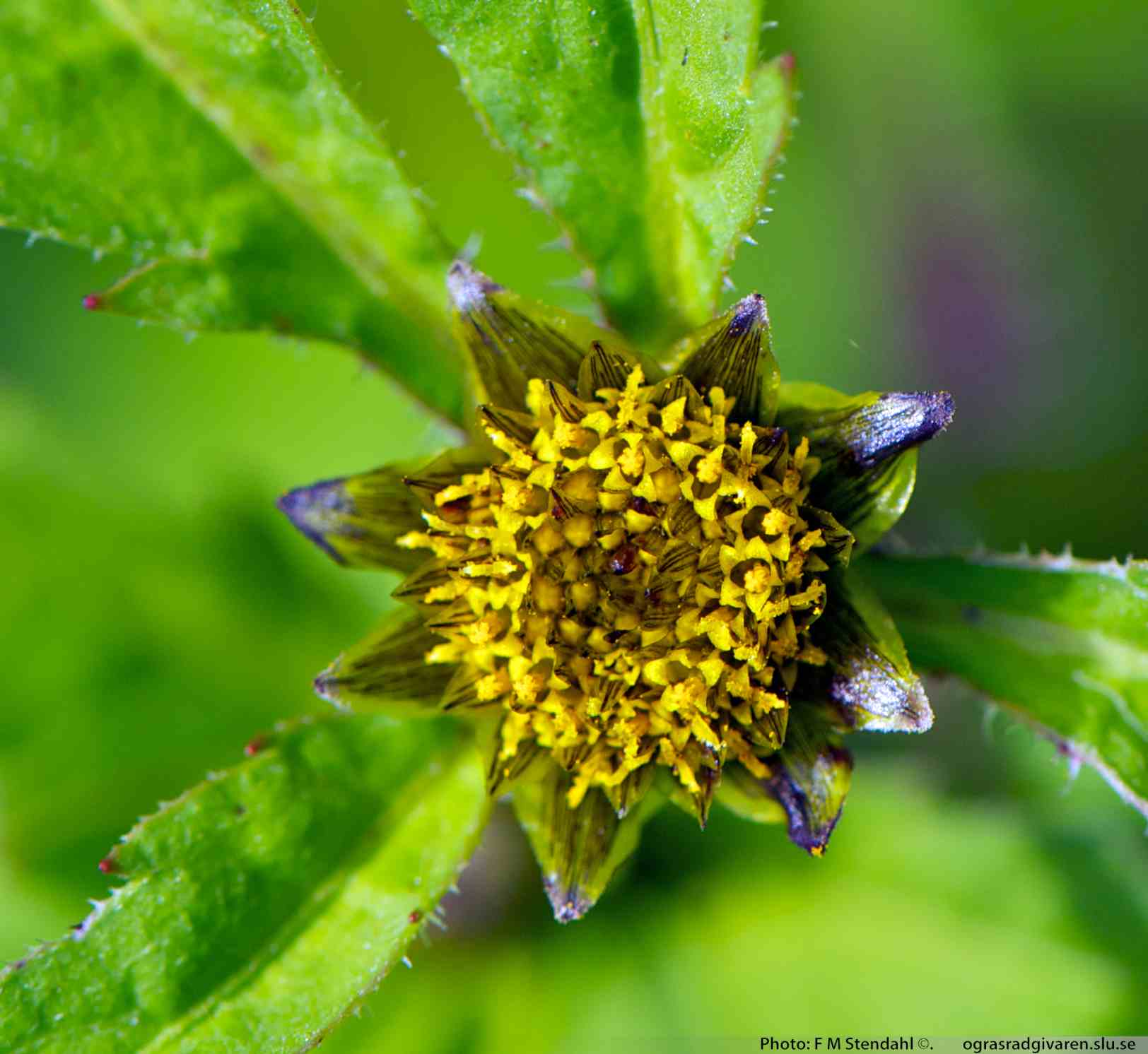 Blomkorgar har bara rörlika, gulbruna diskblommor.