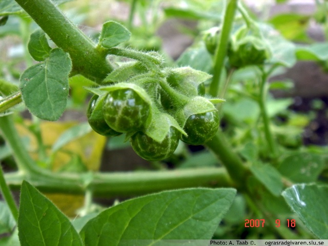 Frukter (mångfröigt bär-grönt eller svart), längre foderblad (3-5 mm) än hos nattskattan. 