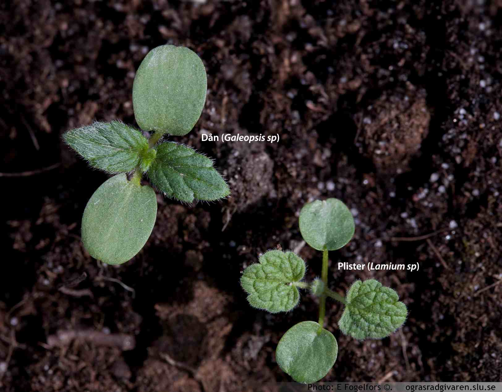 Jämförelse groddplantor: dån (Galeopsis sp) och plister (Lamium sp).
