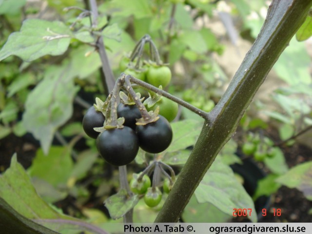 Frukter (mångfröigt bär-grönt eller svart), foderblad mindre än hos bägarnattskatta, ca 2 mm.