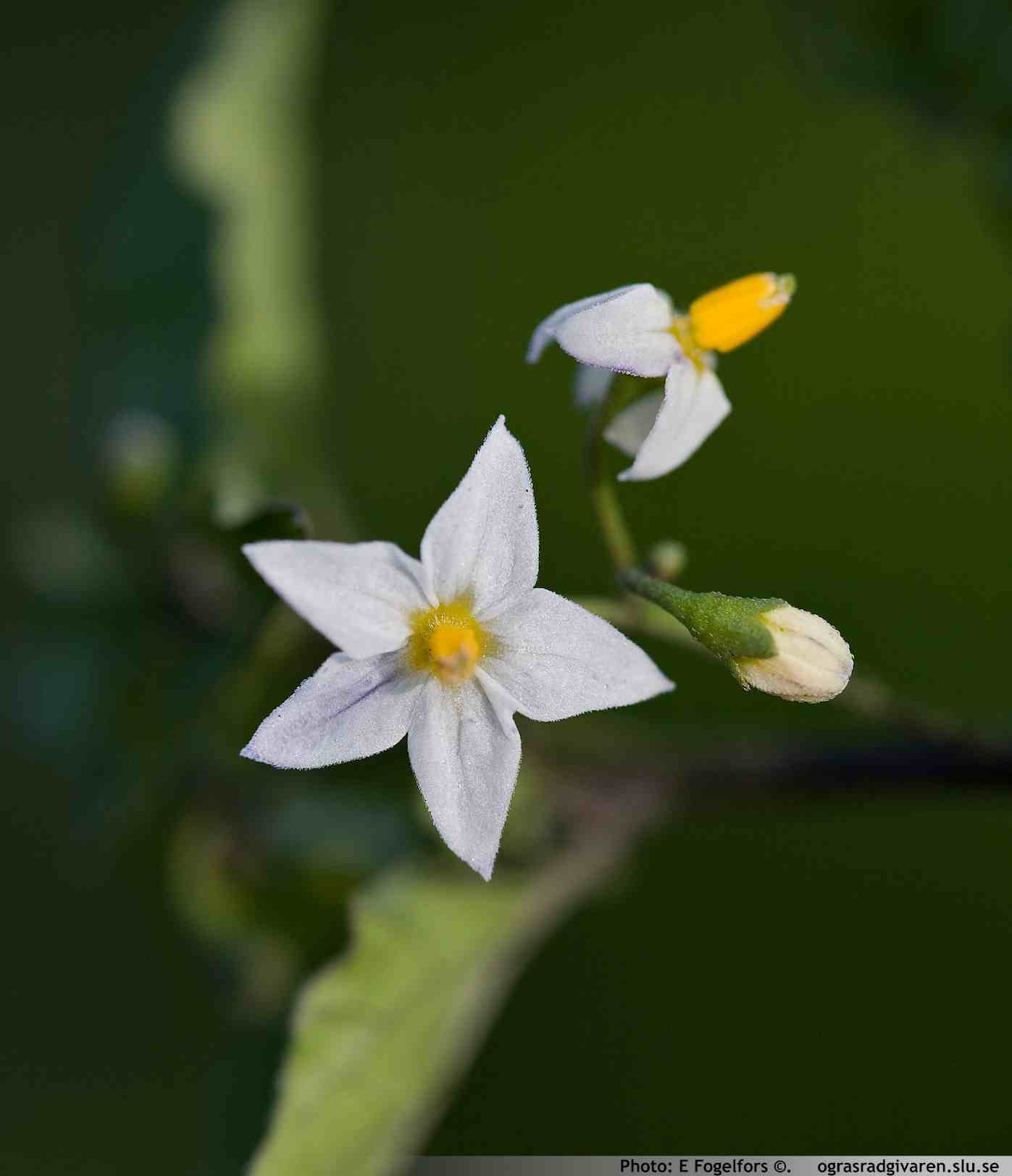 Blomsamling med 4-10 blommor, krona vit som en potatisblomma i miniatyr.