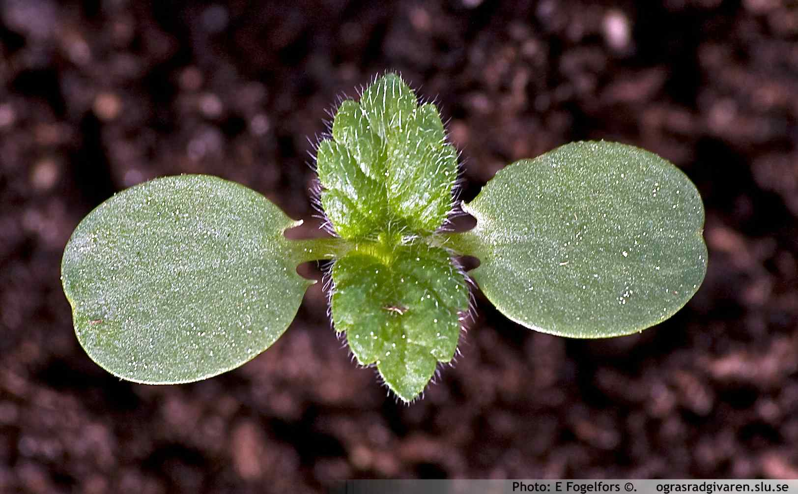 Groddplanta, obs. hjärtbladets karakteristiska bladbas (pillik).