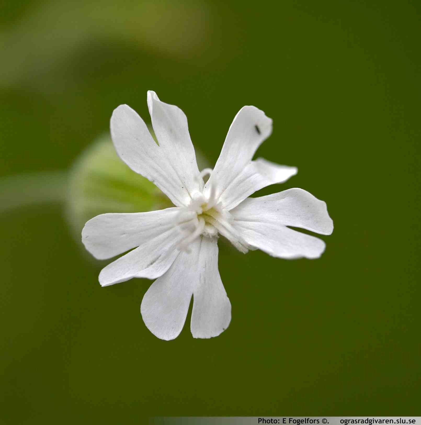 Kronblad djupt tvåkluvna (20-30 mm), vita eller något rödlätta. Blomman endast utslagen under kvällar och nätter (väldoftande). Under dagen ser den mest vissen ut.  