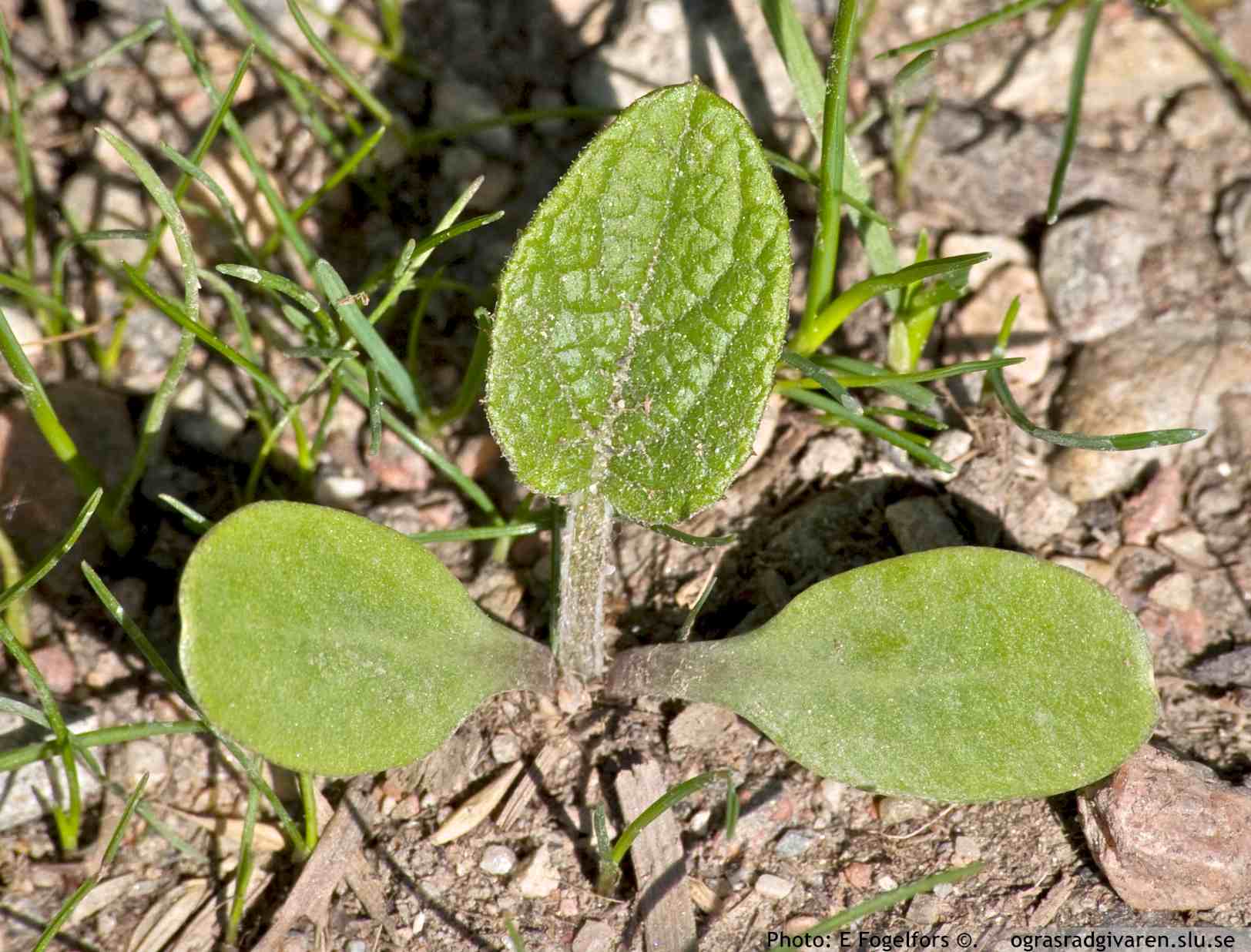 Ullkardborre (A. tomentosum), groddplanta.