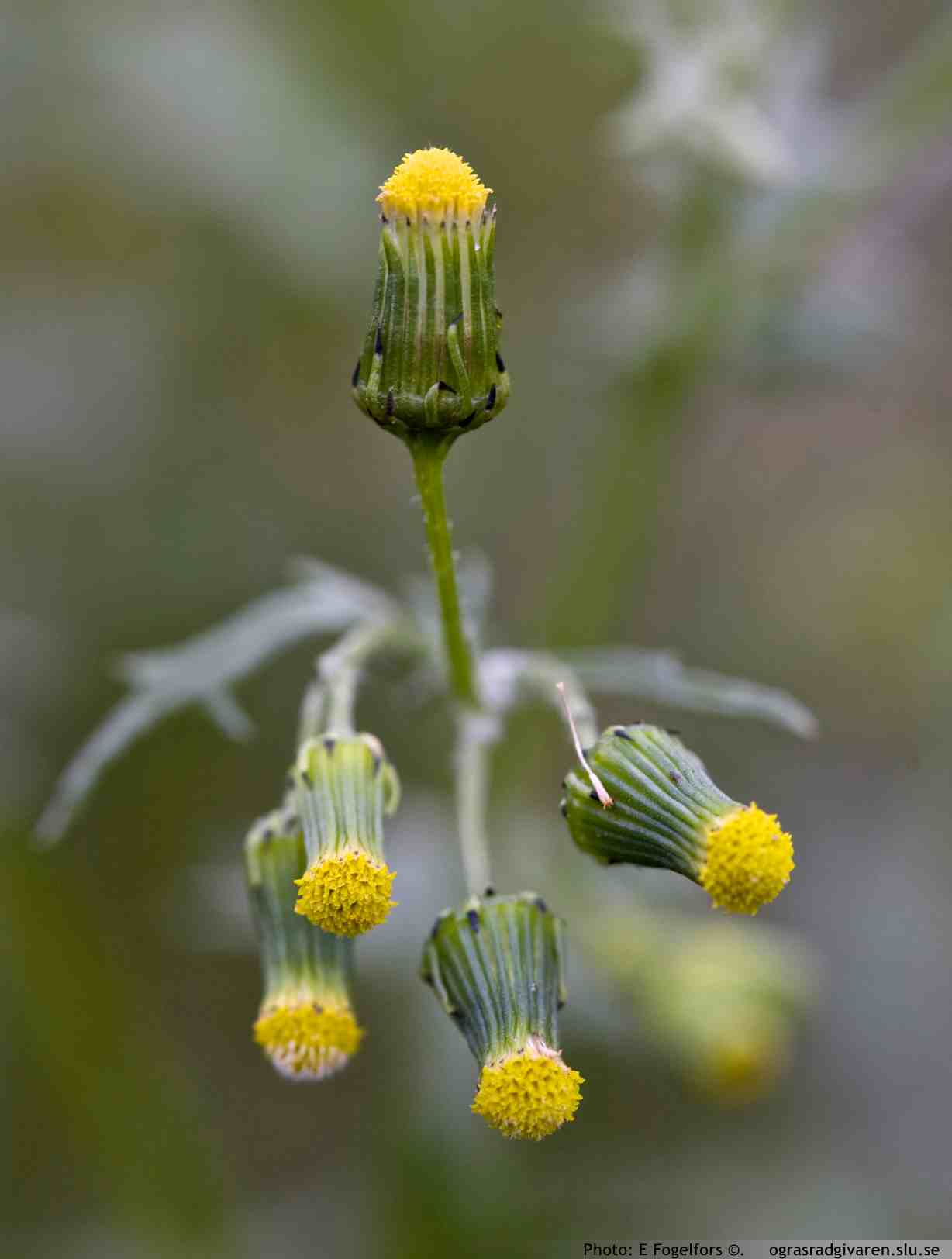 Vanlig korsört (S. vulgaris). Blommor kvastlikt samlade (rörformiga). sällan med strålblommor, svartspetsade holkfjäll.