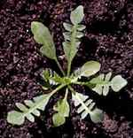 Ungplanta (rosettstadium).