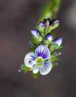 Blomma vit-blekblå med mörkblå ådring.