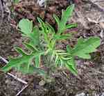 Ungplanta av Ambrosia coronopifolia (ej lika flikbladig).