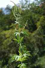 Blommande planta av Ambrosia trifida (arten kan bli ca 4 m hög).