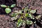 Tomtskräppa (R. obtusifolius). Groddpanta med örtblad. Bladrosett 2-årig planta med mörkgröna, skaftade blad, hjärtlik bas och trubbig spets. Bladskaft ofta rödaktiga. På äldre plantor kan rosettbladen bli 15×25 cm. 