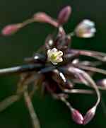 Backlök (A. oleraceum). Blomställning med groddknoppar.