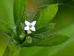 Krona vit, fatlik ca 2 mm bred. Småsnärjmåra (G.spurium ssp. vailantii) har en ca 1 mm bred, grönvit blomma. Ej blommande plantor av dessa båda arter är mycket svåra att skilja från varandra.