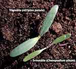 Seedlings of fat-hen (Ch.album) compared with common orache (A.patula) concerning petiole.