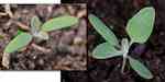 Groddplantor med parvisa framkommande örtblad (