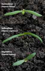 Groddplantor, jämförelse mellan kornvallmo (P. rhoeas), spikvallmo (P. argemone) och rågvallmo (P. dubium).